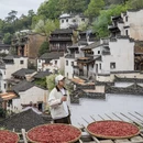 黄山旅游 缩略图 15