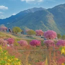 黄山旅游 缩略图 5