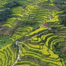 黄山旅游 缩略图 3