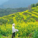 黄山旅游 缩略图 2