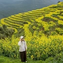 黄山旅游 缩略图 12