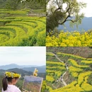 黄山旅游 缩略图 10