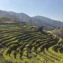 黄山旅游 缩略图 5