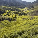 黄山旅游 缩略图 4