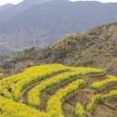 黄山旅游 缩略图 1