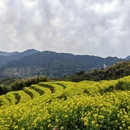 黄山旅游 缩略图 6