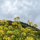 黄山旅游 缩略图 8