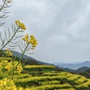 黄山旅游 缩略图 7