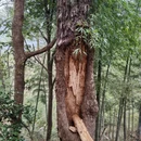 黄山旅游 缩略图 5