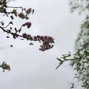 黄山旅游 缩略图 10