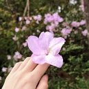 黄山旅游 缩略图 6