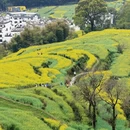 黄山旅游 缩略图 5