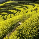 黄山旅游 缩略图 7