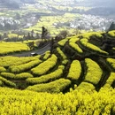 黄山旅游 缩略图 4