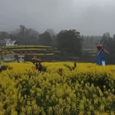 黄山旅游 缩略图 10