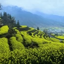 黄山旅游 缩略图 5