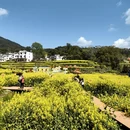 黄山旅游 缩略图 3