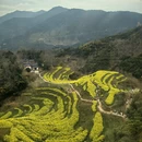 黄山旅游 缩略图 7