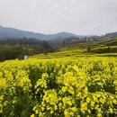 黄山旅游 缩略图 5