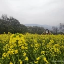 黄山旅游 缩略图 4