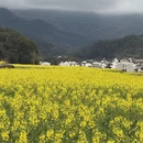 黄山旅游 缩略图 3