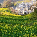 黄山旅游 缩略图 3