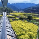 黄山旅游 缩略图 4