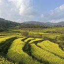 黄山旅游 缩略图 4