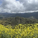 黄山旅游 缩略图 7