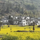 黄山旅游 缩略图 13