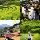 黄山旅游 缩略图 1