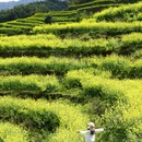 黄山旅游 缩略图 3