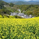 黄山旅游 缩略图 5
