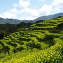 黄山旅游 缩略图 8