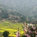 黄山旅游 缩略图 3