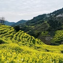 黄山旅游 缩略图 5