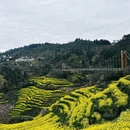 黄山旅游 缩略图 4