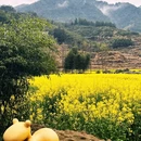黄山旅游 缩略图 16