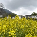 黄山旅游 缩略图 6