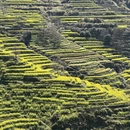黄山旅游 缩略图 5