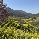 黄山旅游 缩略图 4
