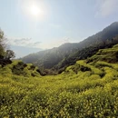黄山旅游 缩略图 2