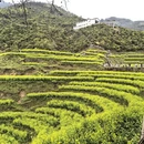 黄山旅游 缩略图 1