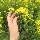 黄山旅游 缩略图 3