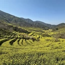 黄山旅游 缩略图 2