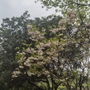 黄山旅游 缩略图 6