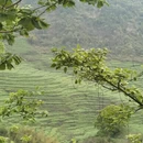 黄山旅游 缩略图 7