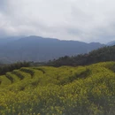 黄山旅游 缩略图 4