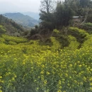 黄山旅游 缩略图 3