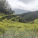黄山旅游 缩略图 2